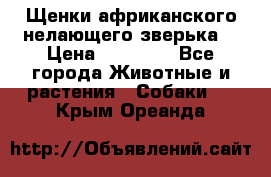 Щенки африканского нелающего зверька  › Цена ­ 35 000 - Все города Животные и растения » Собаки   . Крым,Ореанда